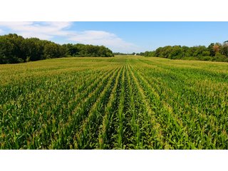 Property photo 11 - LAND AUCTION - 75.2+/- ACRES OFFERED IN 7 TRACTS IN ST. JOSEPH CO., INDIANA